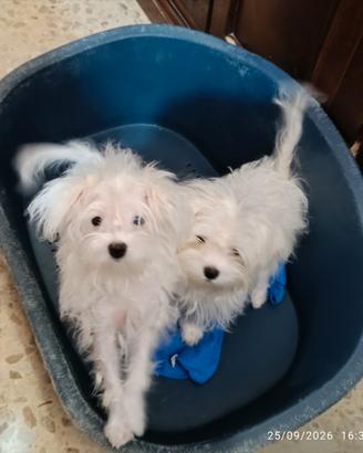 Morkie bianchi maschio e femmina taglia toy