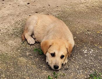Leo cucciolo simil labrador