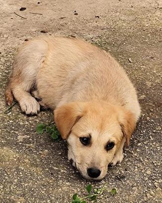 Leo cucciolo simil labrador