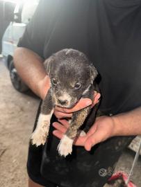 Cuccioli meticci