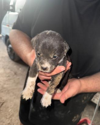 Cuccioli meticci
