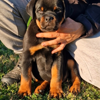 Cuccioli rottweiler alta genealogia