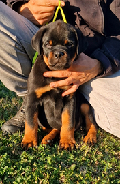 Cuccioli rottweiler alta genealogia