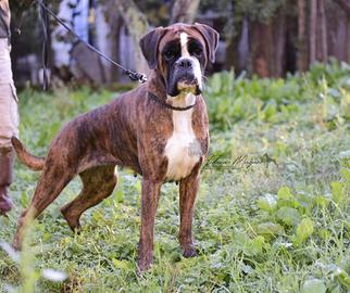 Cuccioli Boxer