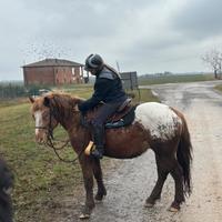 Cavallo in mezza fida