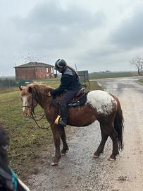 Cavallo in mezza fida