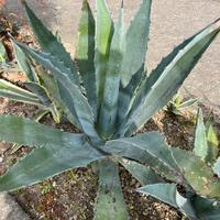Piante di agave verde