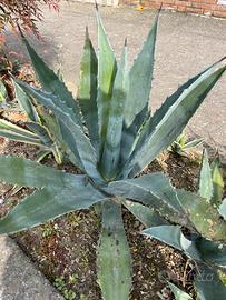 Piante di agave verde