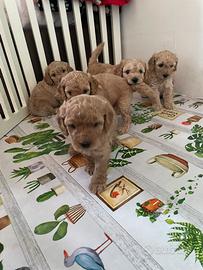 Cuccioli di Barboncino Nano