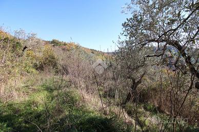 TER. AGRICOLO A SALISANO
