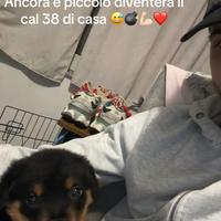 Cucciolo rottweiler