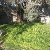 Piante ulivo secolari