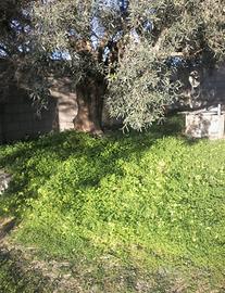 Piante ulivo secolari