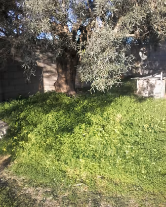 Piante ulivo secolari