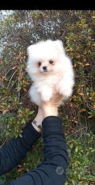 Spitz Pomenadia pedigree Enci