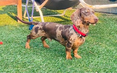 Bassotti tedeschi a pelo corto