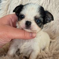 Chihuahua meraviglioso