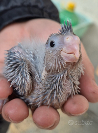 Pulli da imbecco pappagalli Calopsite