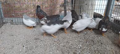 Quaglie cinesi