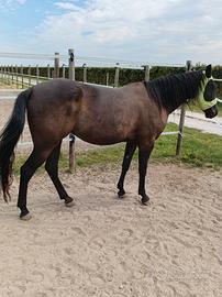 Puledra Total black