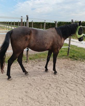 Puledra Total black