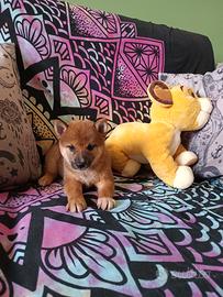 Shiba inu cuccioli con pedigree ENCI 