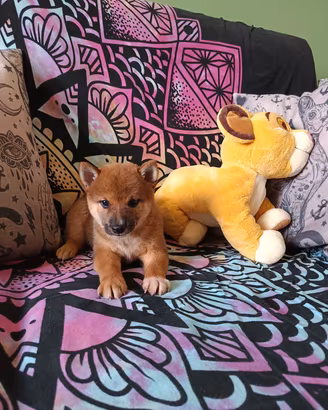Shiba inu cuccioli con pedigree ENCI 