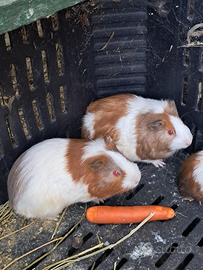 Porcellini d'india (cavia)