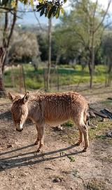 Asino 9 mesi