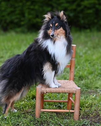 Pastore shetland il piccolo lassie in miniatura