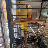 Parrocchetto dal collare allevato a mano