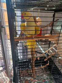 Parrocchetto dal collare allevato a mano