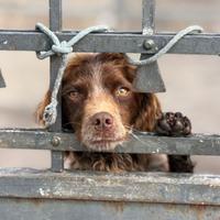 Cagnolino taglia piccola 9 kg
