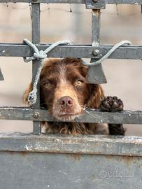 Cagnolino taglia piccola 9 kg