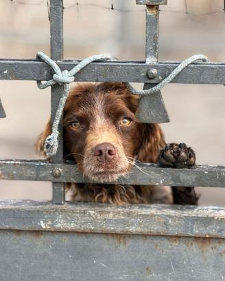 Cagnolino taglia piccola 9 kg