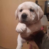 Labrador miele femmine