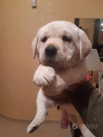 Labrador miele femmine