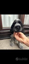 Cucciolina di Cocker Spaniel Inglese Blu Roano