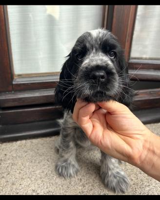 Cucciolina di Cocker Spaniel Inglese Blu Roano