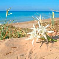 Nuovo Bilocale a 150 m dal mare del Salento PUGLIA