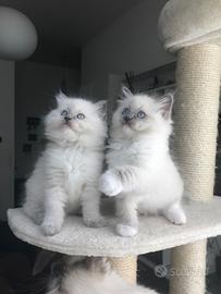 Cuccioli di Ragdoll