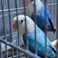 Inseparabili fischer opalini