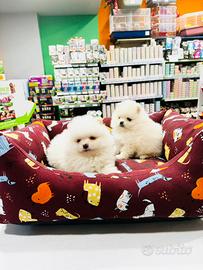 Spitz di Pomerania
