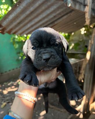 Privato-cede cuccioli di cane corso