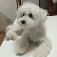 Barboncino per monta