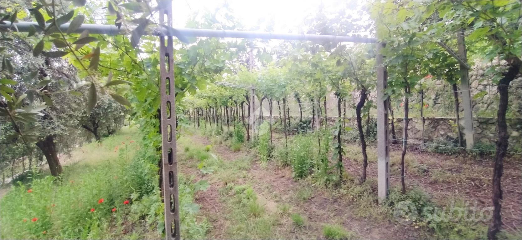 TER. AGRICOLO A SAN PIETRO IN CARIANO - Vista 3