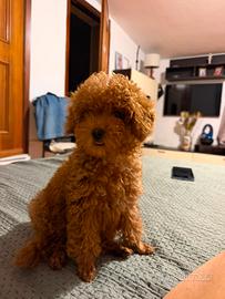 Barboncino toy