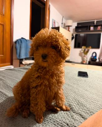 Barboncino toy