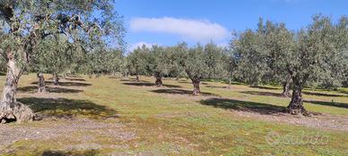 oliveto 