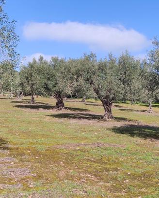 oliveto 